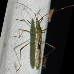 Stenocoris