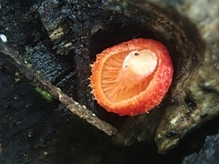 Crepidotus cinnabarinus