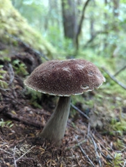 Aureoboletus mirabilis