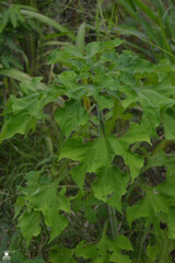 Tithonia