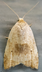 Coelostathma discopunctana