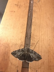 Catocala lacrymosa