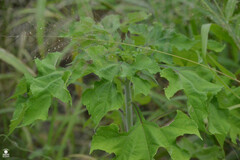 Tithonia
