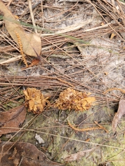 Calyptorhynchus lathami