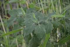 Datura discolor