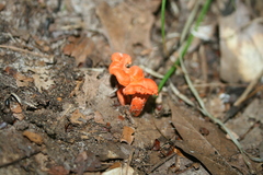 Cantharellus cinnabarinus