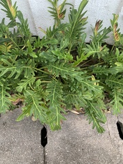 Thaumatophyllum xanadu