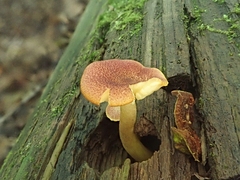Tricholomopsis rutilans