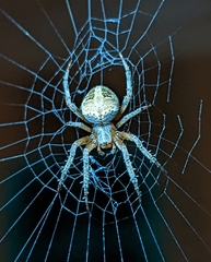 Neoscona domiciliorum