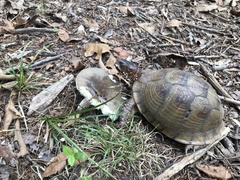 Terrapene carolina triunguis