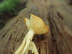 Tricholomopsis rutilans