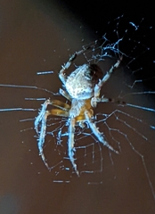 Neoscona domiciliorum