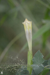Datura discolor