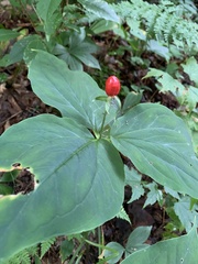 Trillium undulatum