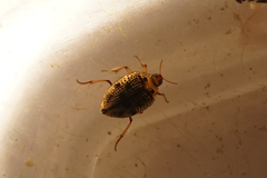 Peltodytes intermedius