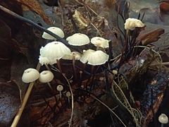 Marasmius rotula