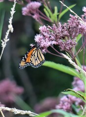 Eutrochium maculatum