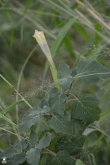 Datura discolor