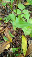 Epipactis helleborine
