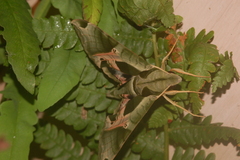 Eumorpha pandorus
