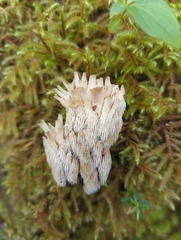 Gloiodon occidentalis