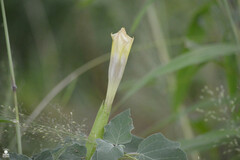 Datura discolor