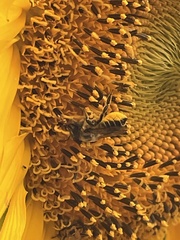 Megachile