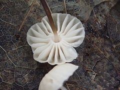 Marasmius rotula