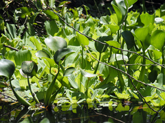 Pistia stratiotes