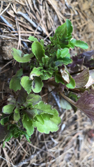 Viola arvensis