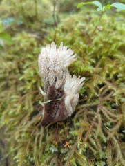 Gloiodon occidentalis