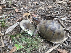 Terrapene carolina triunguis