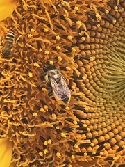Megachile