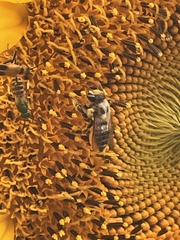 Megachile