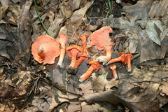 Cantharellus cinnabarinus
