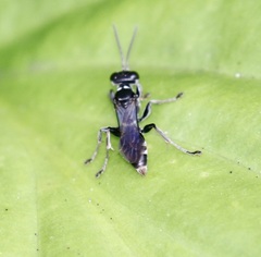 Lyroda subita