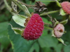 Rubus odoratus
