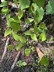 Maianthemum canadense