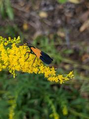 Lycomorpha pholus