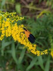 Lycomorpha pholus