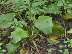 Symplocarpus foetidus