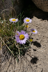 Erigeron algidus
