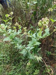 Mirabilis nyctaginea