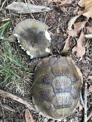 Terrapene carolina triunguis