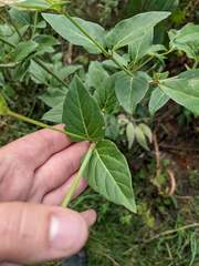 Mirabilis nyctaginea