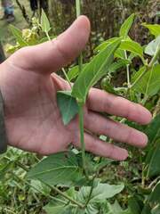 Mirabilis nyctaginea