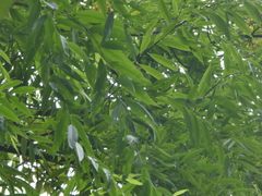 Salix alba