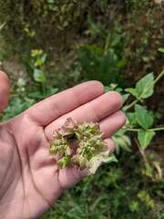 Mirabilis nyctaginea