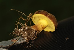 Boletaceae