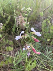 Tephrosia onobrychoides